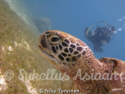 Turtle in Balicasag,Philippines by Niko Torvinen 